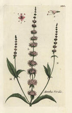 Load image into Gallery viewer, LES INGRÉDIENTS EN PARFUMERIE "Sept plantes entières"