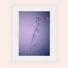 Load image into Gallery viewer, IMPERMANENCE VII · Photography