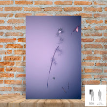 Load image into Gallery viewer, IMPERMANENCE VII · Photography