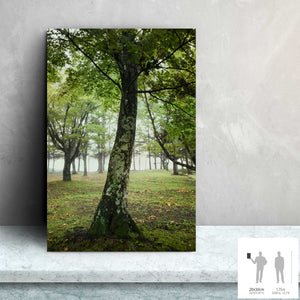 SLOW LIFE V · Photographie