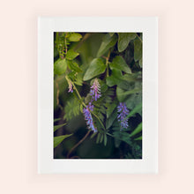 Charger l&#39;image dans la galerie, SLOW LIFE III · Photographie
