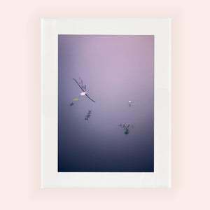 IMPERMANENCE VIII · Photographie