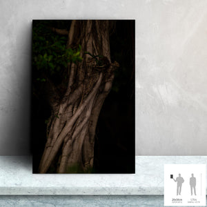 MEANDERING SOUL II · Photographie